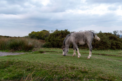 Sheep grazing in a field