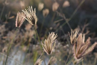 Close-up of dried plant on field