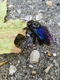 Close-up of insect on rock