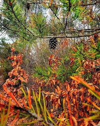 Leaves on tree trunk