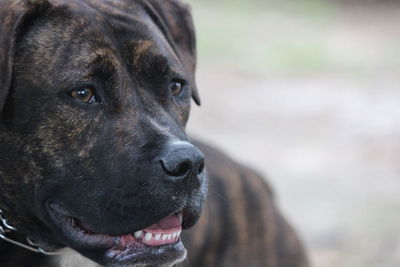 Close-up portrait of a dog