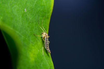 Close-up of insect