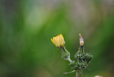 Close-up of flowering plant against blurred background