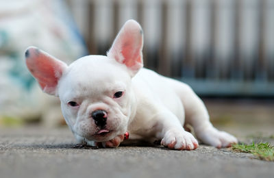 Close-up portrait of dog looking away while lying on street