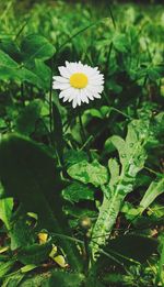 Close-up of flower blooming outdoors