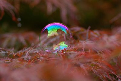 Close-up of bubble on plant