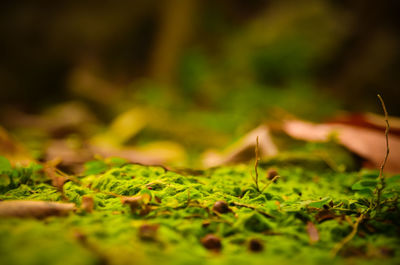 Full frame of leaves on ground