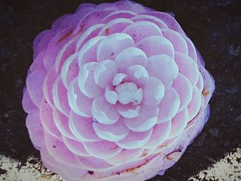 Close-up of pink flower