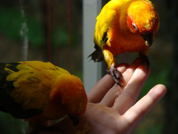 Close-up of hand holding yellow bird