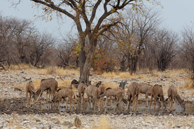 Deer drinking water from pond at forest