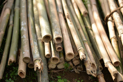 Close-up of bamboo