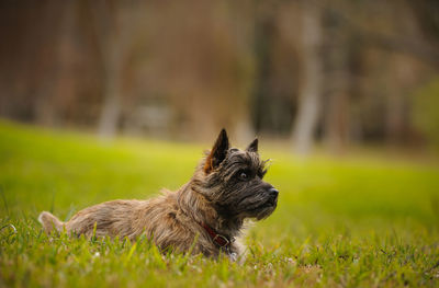 Puppy sitting on field