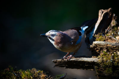 Close-up of bird perching on a tree