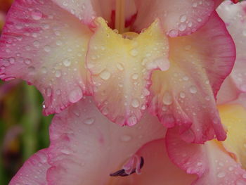 Close-up of water drops on gladiolus