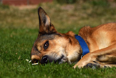 Close-up of a dog lying on grass