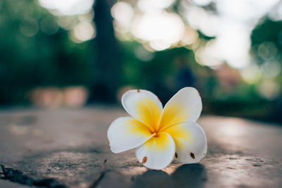 Close-up of frangipani on plant