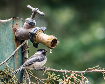 Close-up of bird perching on faucet