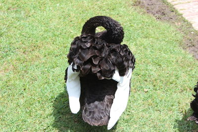 High angle view of swan on field