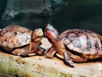 Close-up of tortoise