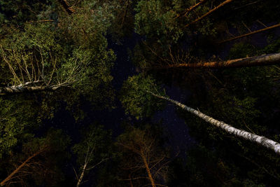 Trees growing in forest at night