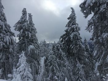 Low angle view of pine trees against sky