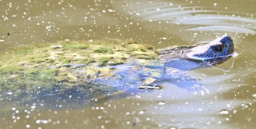 Close-up of turtle swimming in water