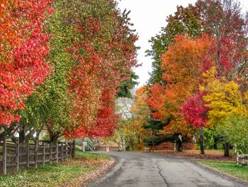 Footpath amidst trees in park during autumn