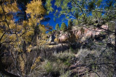 View of bare trees in forest