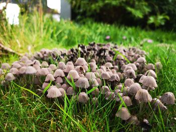 Close-up of mushrooms growing on field