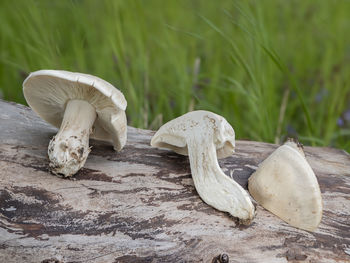 Close-up of a mushrooms