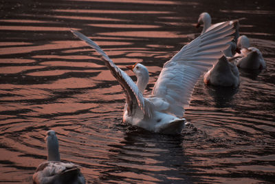 Swans swimming in lake