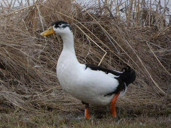 Close-up of white duck on land
