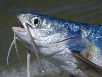 Close-up of fish