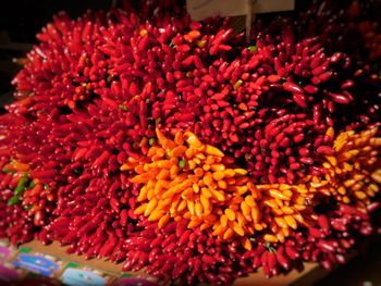 Close-up of red flowers