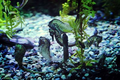 Plants growing on rocks