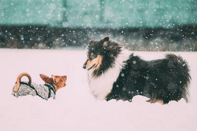 Dogs on snow covered field during winter