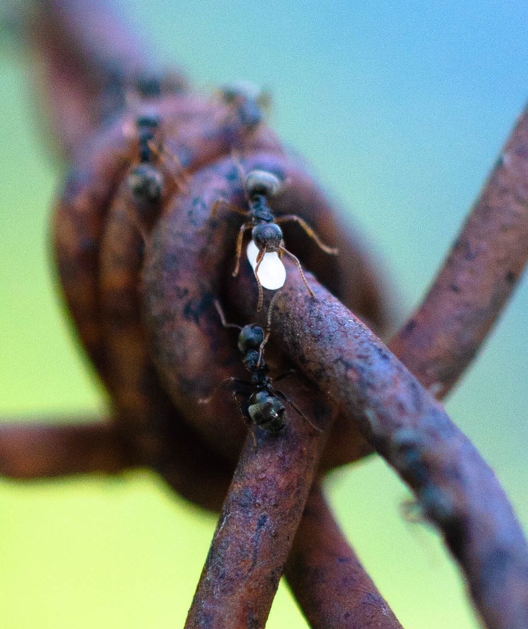 CLOSE-UP OF HOUSEFLY ON RUSTY METAL