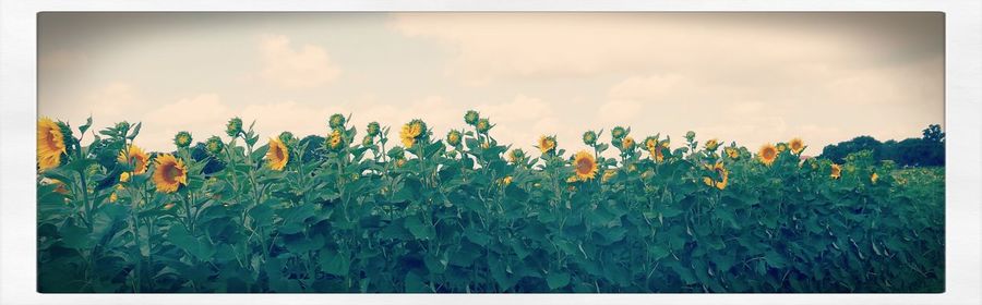 Scenic view of field against cloudy sky