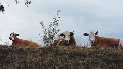 Cows on field against sky