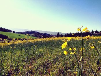 Yellow flowers growing in field