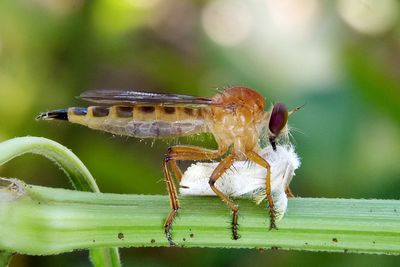 Close-up of insect on wood