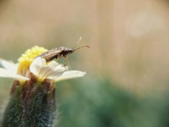 Close-up of insect on flower