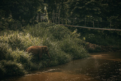 Side view of an animal in lake