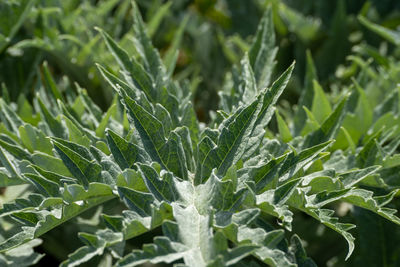 Full frame shot of fresh green plants