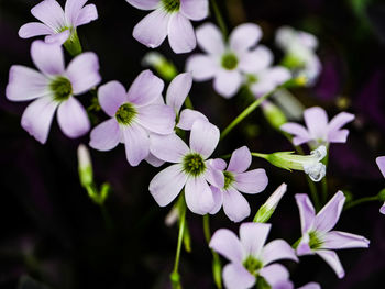 Close-up of purple flowering plant