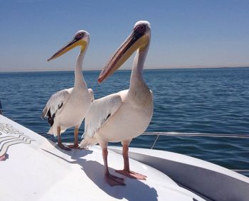 View of birds against calm blue river