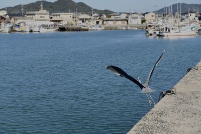 Birds flying over sea with buildings in background