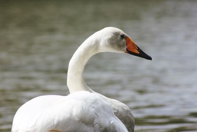 Close-up of swan