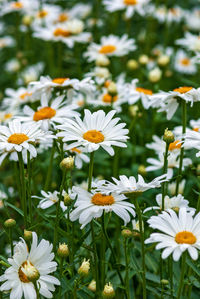 Close-up of white daisy flowers