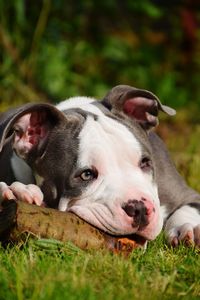 Close-up portrait of dog resting on grass